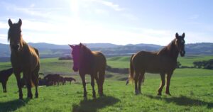 3 Horses grazing on green pasture