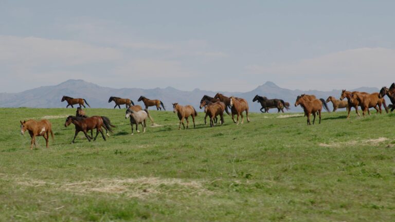 Large herd running down green hill