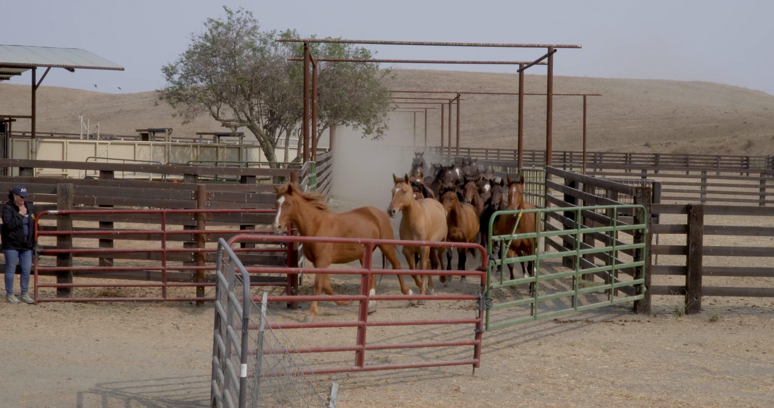 Herd of horses running out of a pen