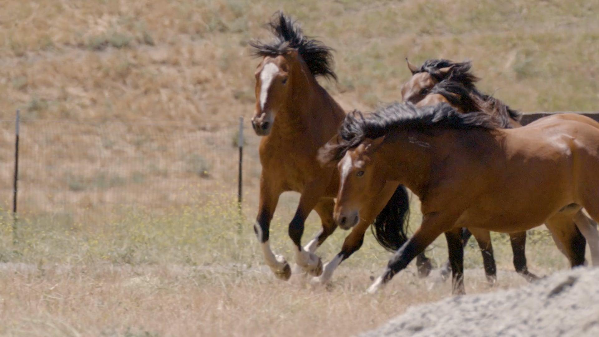 Horses galloping in the distances