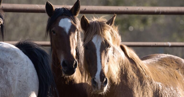 Two horses facing forward