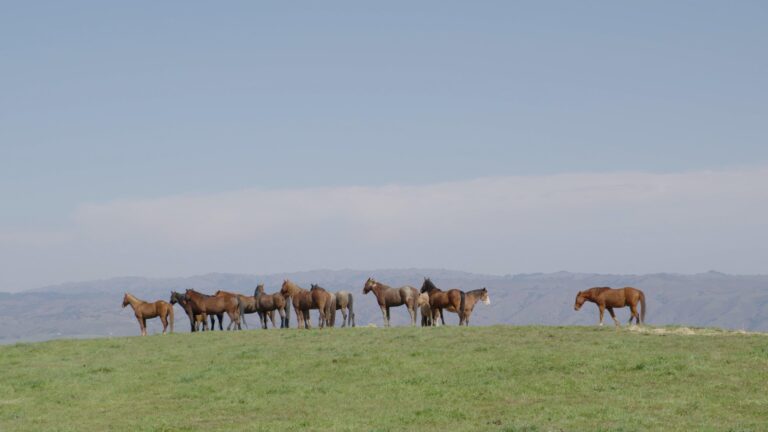 Group of Horses on the top of a hill