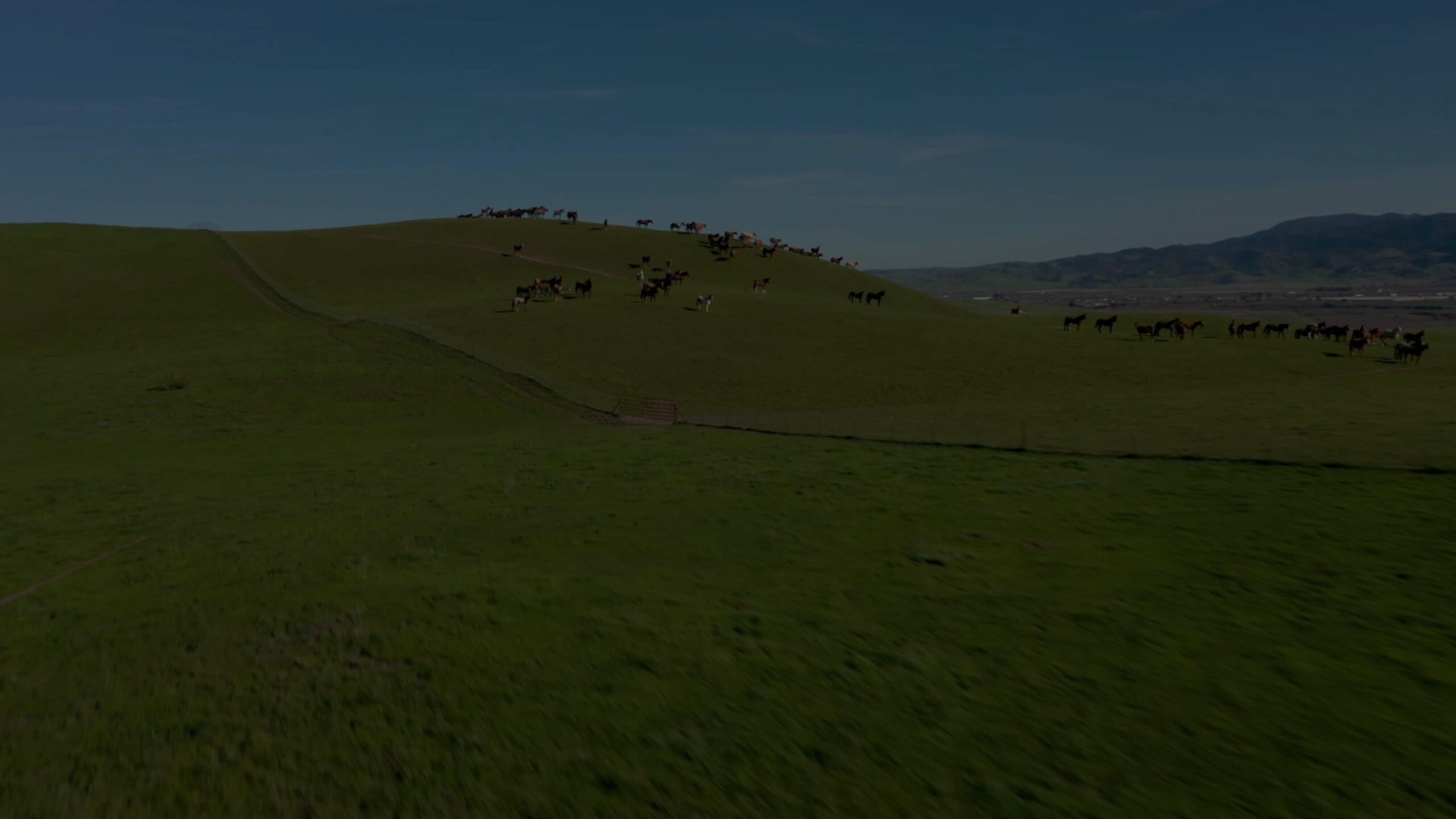 Horses along the horizon of green hill