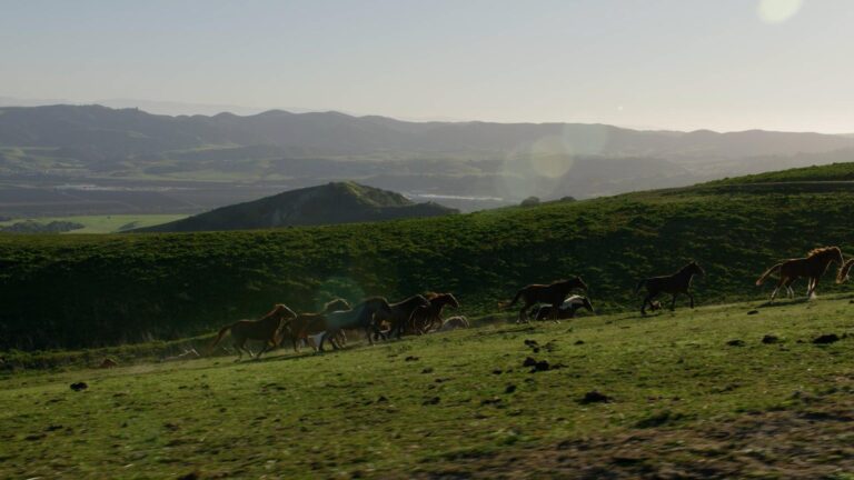 horses running into the sunset on green hill pasture